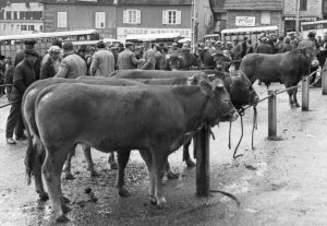 1er avril 1978 le champ de foire et le bétail